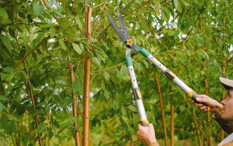 Tree trimming in Willow Beach, AZ